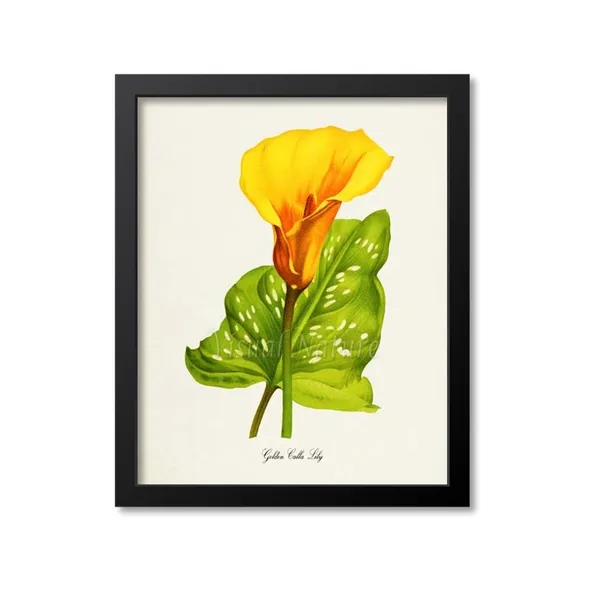Golden Calla Lily Botanical Art Print