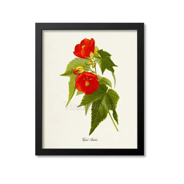 Hybrid Abutilon Flower Art Print, Botanical Wall Art
