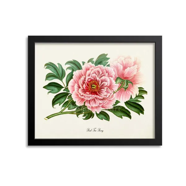 Pink Tree Peony Botanical Flower Poster Print