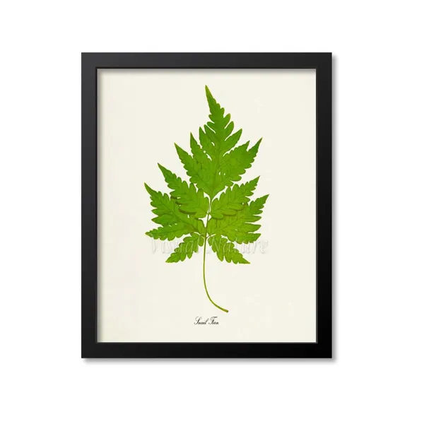 Snail Fern Botanical Poster, Nature Decor Art Print