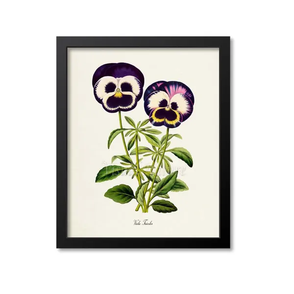 Viola Tricolor Pansy Botanical Flower Art Print