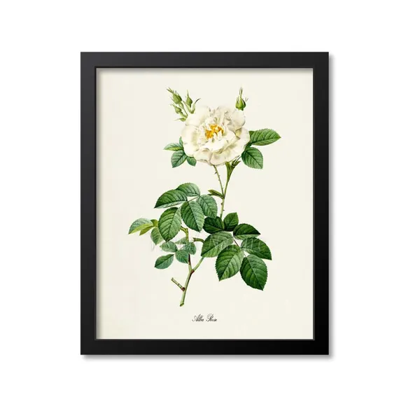 Alba Rose Botanical Art Print, White Rose of York