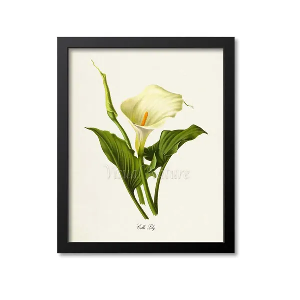 Calla Lily Botanical Floral Wall Art Print, White Lily