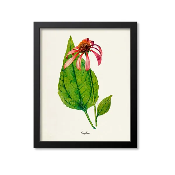 Coneflower Botanical Art Print, Floral Wall Art