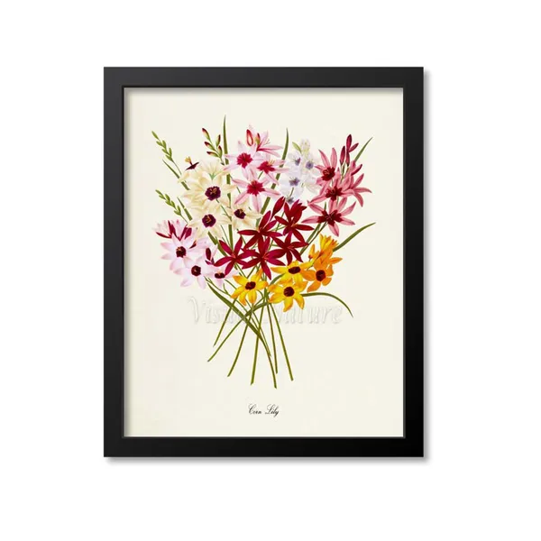 Corn Lily Botanical Flower Art Print, Floral Wall Art