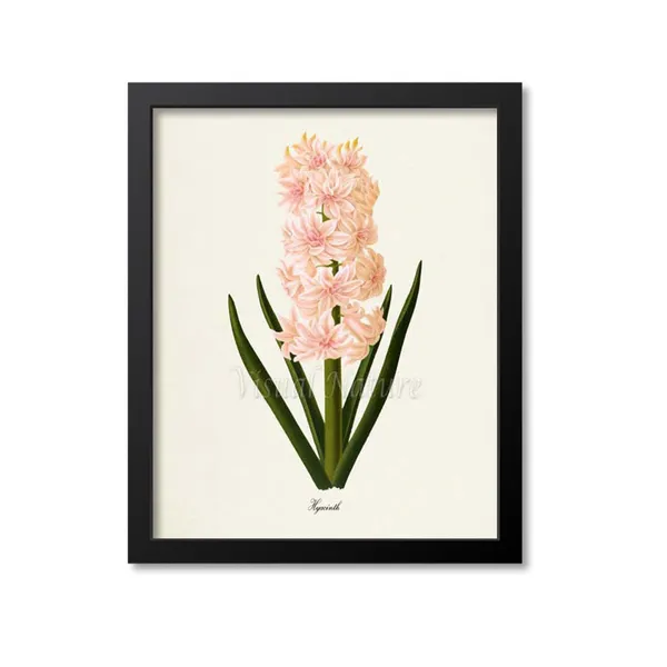 Hyacinth Flower Botanical Art Print, Pink Floral