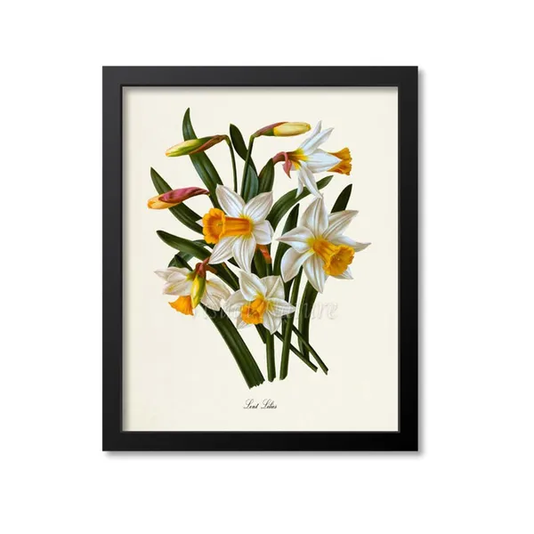 Lent Lilies Botanical Art Print, Yellow White