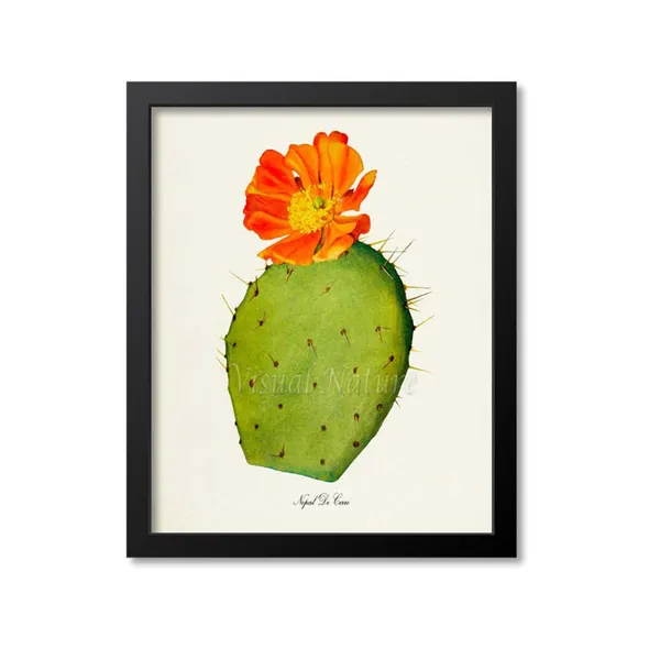 Nopal De Cerro Botanical Cactus Wall Art Print