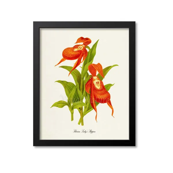 Siberian Lady's Slipper Botanical Art Print