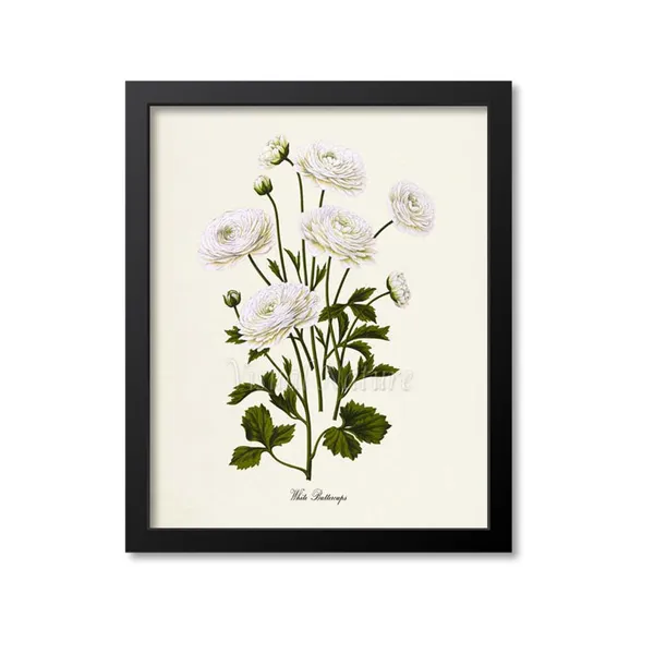 White Buttercups Botanical Art Print, Floral Study