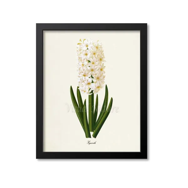 Hyacinth Flower Botanical Art Print, Floral Decor
