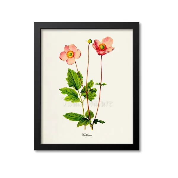 Windflowers Botanical Art Print, Pink Flower Wall Art