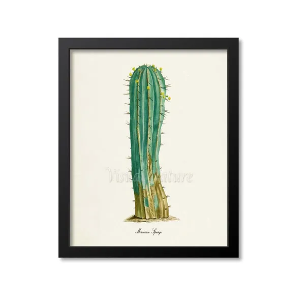 Moroccan Spurge Botanical Wall Art Print, Cactus