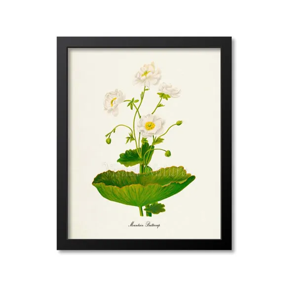 Mountain Buttercup Botanical Art Print, White Ranunculus