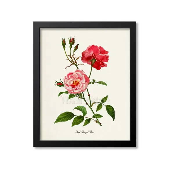 Pink Bengal Roses Floral Botanical Wall Art Print