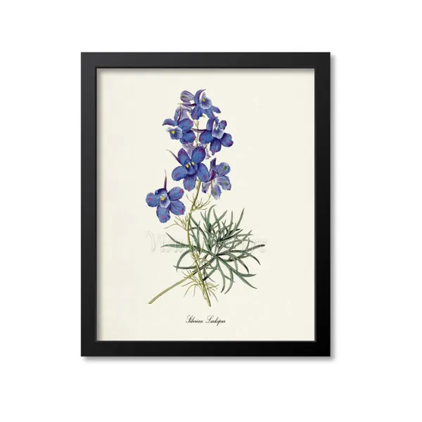 Siberian Larkspur Botanical Art Print, Blue Flower