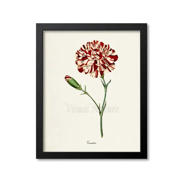 Carnation Flower Botanical Art Print, Floral Wall Art