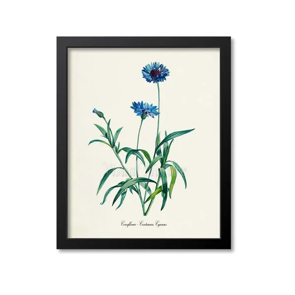 Cornflower Botanical Art Print, Floral Redoute