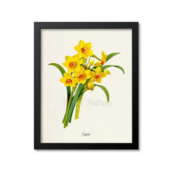 Daffodil Botanical Art Print, Floral Wall Art