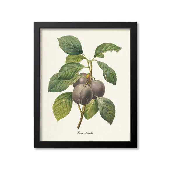 Plum Botanical Art Print, Prunus Domestica Study