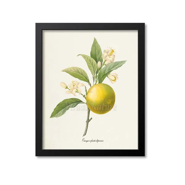 Orange Botanical Art Print, Redoute-Inspired