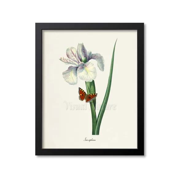 Spanish Iris Ixia Xiphium Botanical Art Print