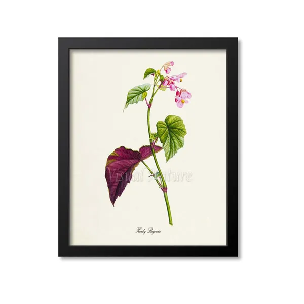 Hardy Begonia Flower Botanical Wall Art Print