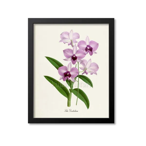 Lilac Dendrobium Orchid Art Print, Botanical Decor