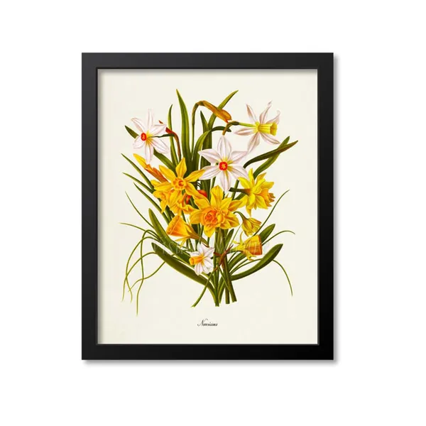 Narcissus Daffodil Botanical Floral Art Print