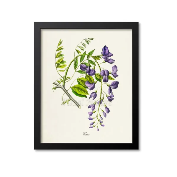 Wisteria Botanical Art Print, Floral Wall Decor