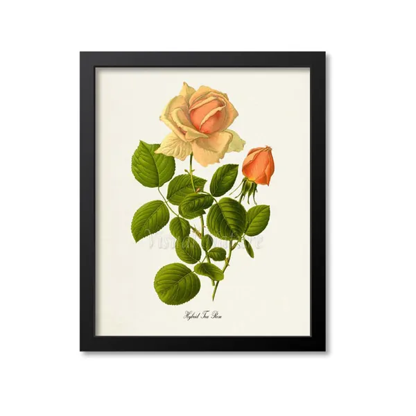 Hybrid Tea Rose Botanical Art Print, Floral Study