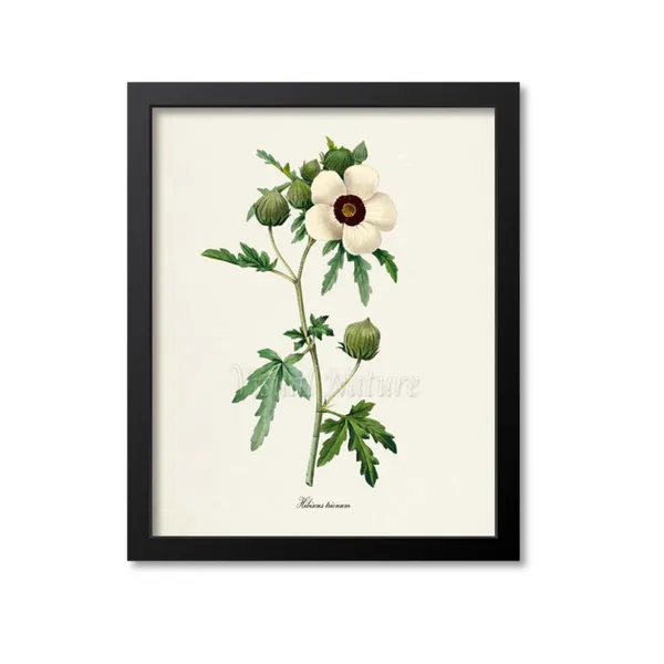 Flower Of An Hour Botanical Art Print, Redouté