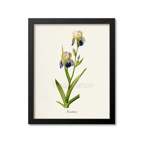 Tall Bearded Iris Botanical Art Print, Redoute Style