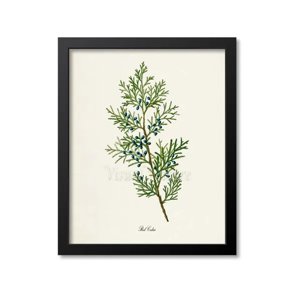 Red Cedar Tree Botanical Art Print, Botanical Decor