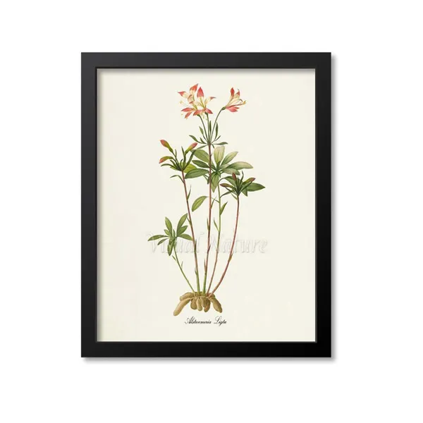 Amaryllis Botanical Art Print, Redoute-Inspired