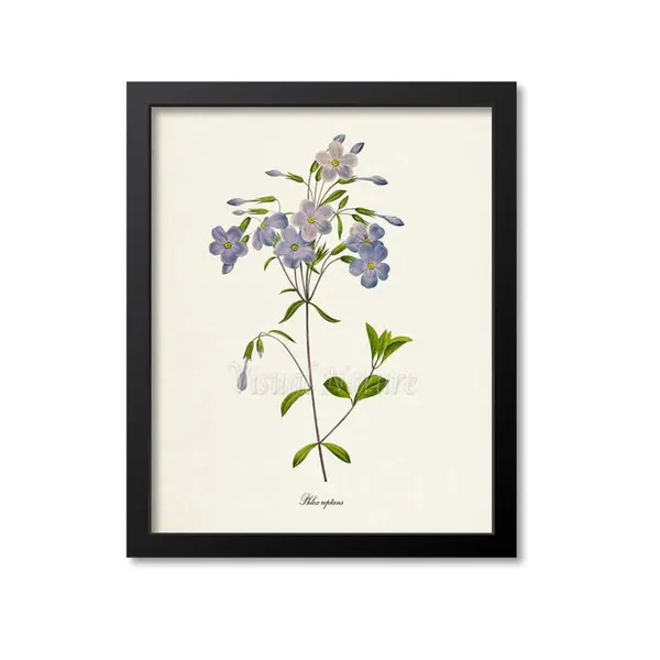 Phlox Flower, Redoute-Inspired Botanical Art Print