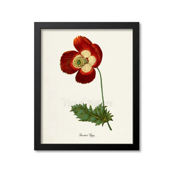 Breadseed Poppy Botanical Art Print, Floral Study