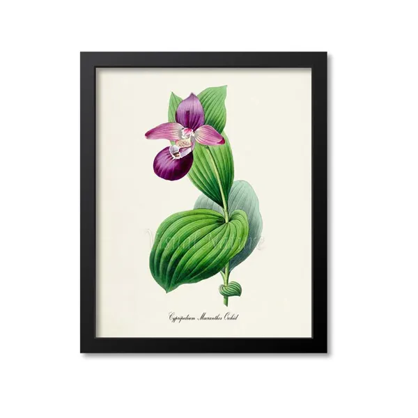 Cypripedium Macranthos Orchid Botanical Art Print