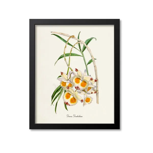 Devons Dendrobium Orchid Botanical Floral Art Print