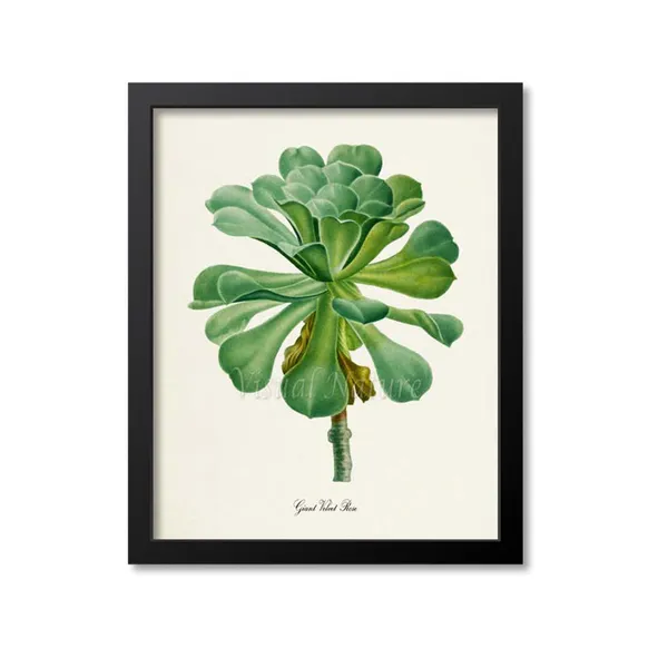 Giant Velvet Rose Succulent Botanical Art Print