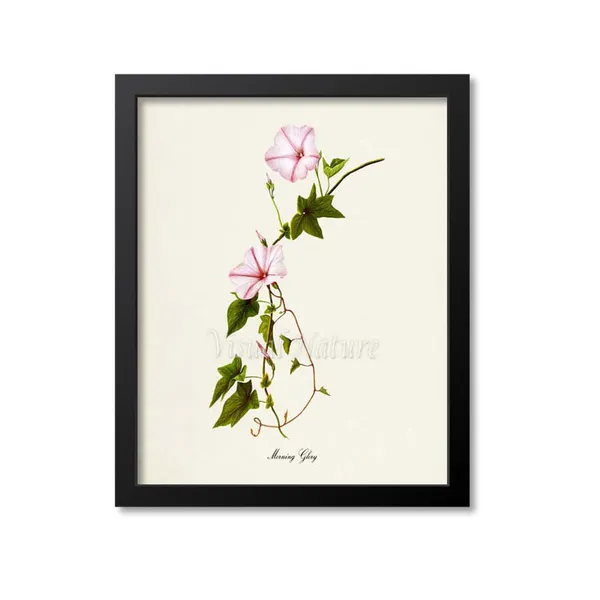 Morning Glory Flower Art Print, Pink Botanical Floral