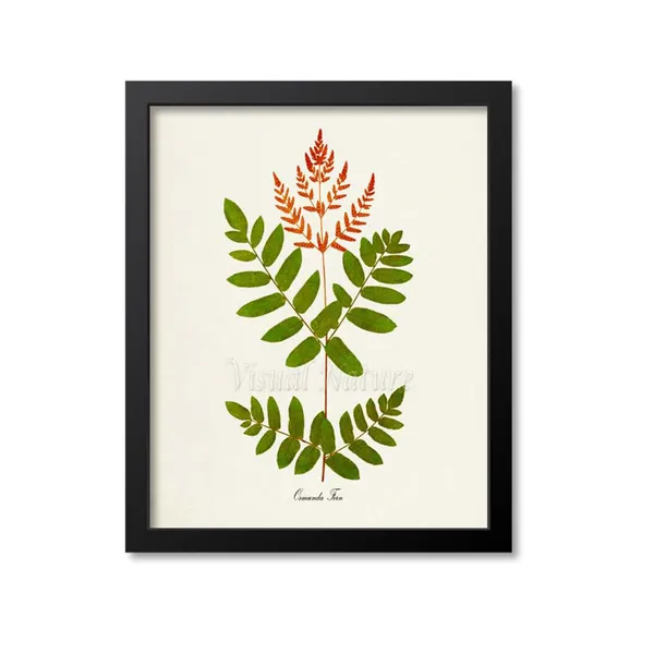 Osmunda Fern Botanical Art Print, Green Home Decor