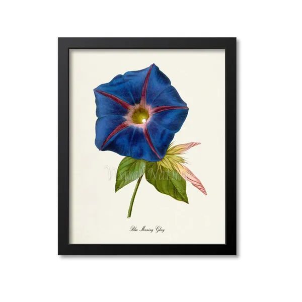 Blue Morning Glory Botanical Floral Art Print
