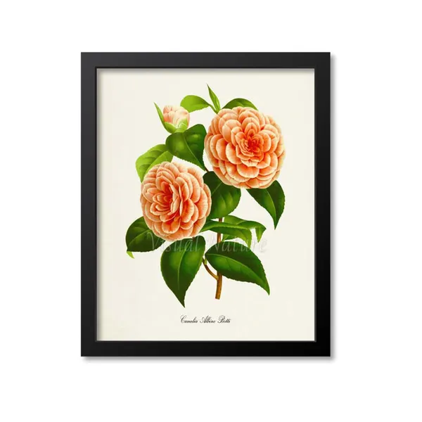 Camelia Albino Botti Botanical Flower Art Print