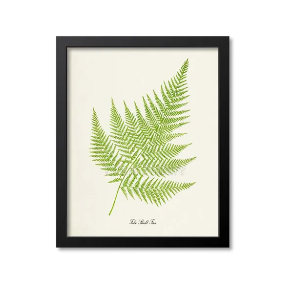 False Shield Fern Botanical Wall Art Print, Fern Study
