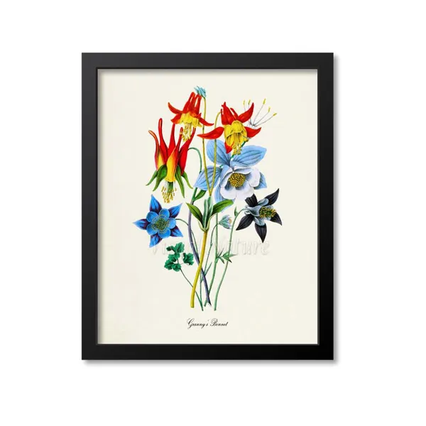 Granny's Bonnet Columbine Botanical Art Print