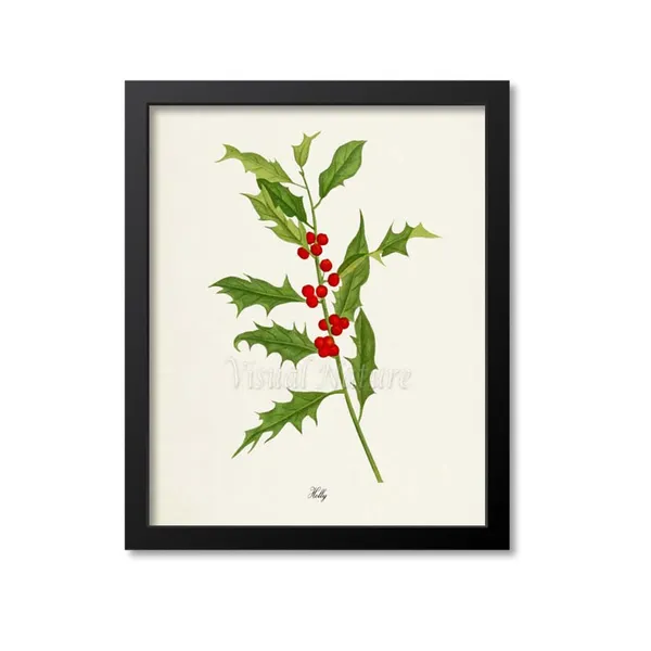 Holly Botanical Art Print, Christmas Wall Art Print
