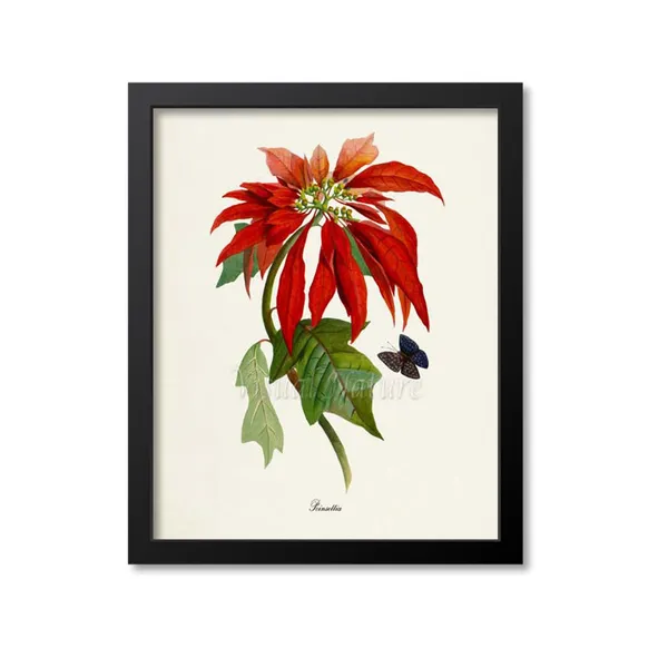 Poinsettia Flower Botanical Art Print, Christmas