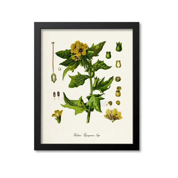 Henbane Botanical Art Print, Stinking Nightshade