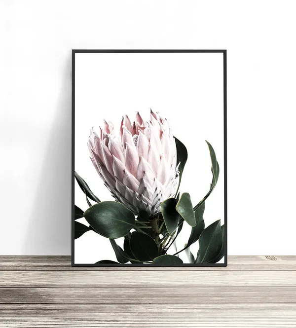 Blush Pink Protea Art Print, Botanical Wall Decor